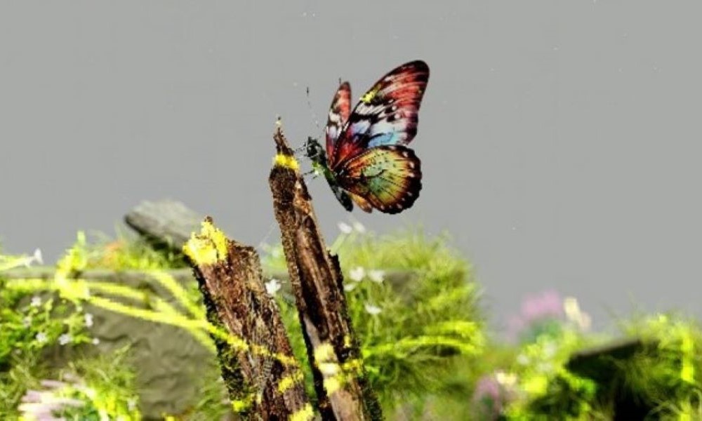 ECC Climate Change and Biodiversity