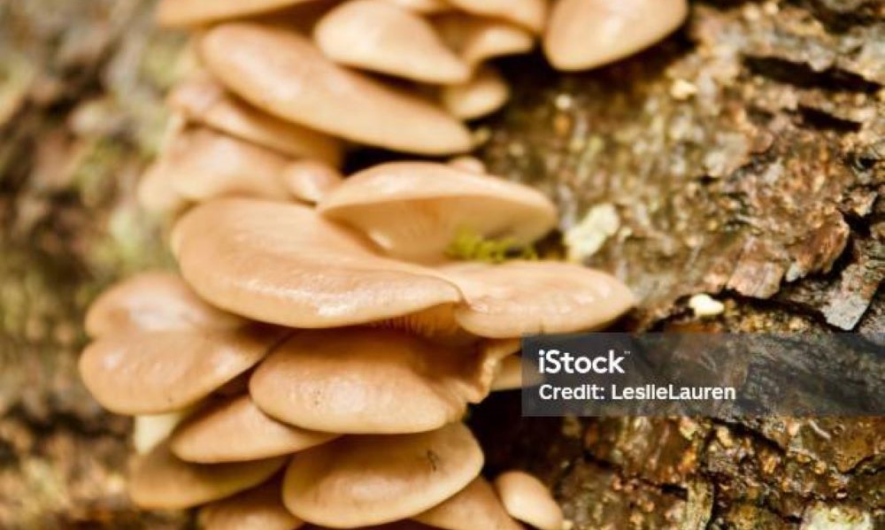 ISEP_7-Mushrooms
