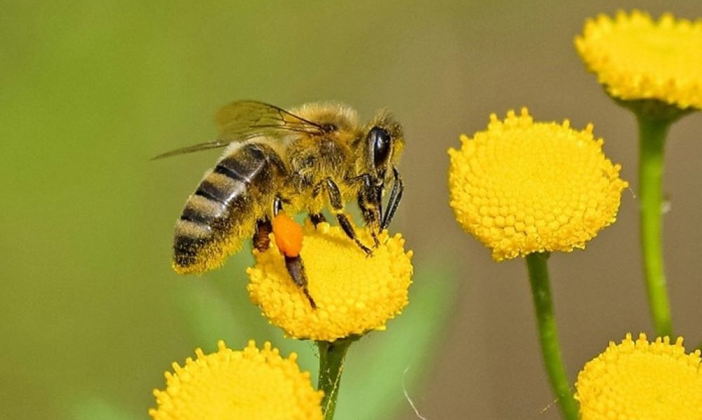 PNRC-Bees and pollination