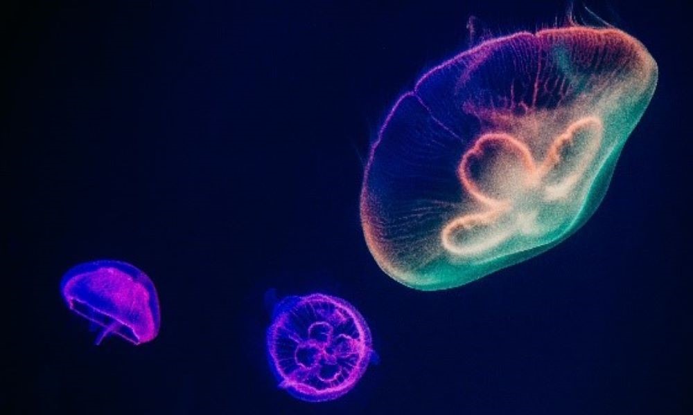 PNRC-Marine biodiversity